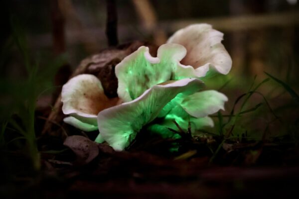 Bioluminescent mushrooms glowing green in a dark forest