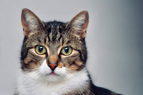 brown and white tabby cat