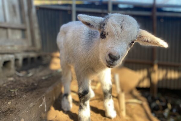 a baby goat standing on top of a dirt ground