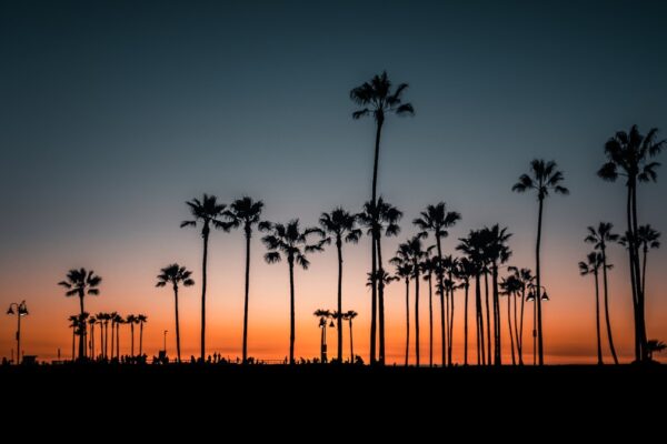 silhouette of palm trees during sunset