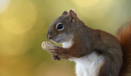 a squirrel eating something