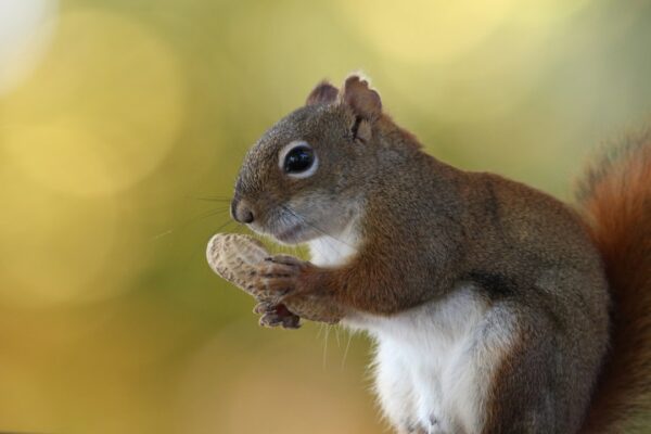 a squirrel eating something